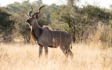 Naklejka na ściany i meble Kudu antelope in South Africa. 