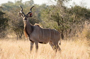 Naklejka na ściany i meble Male Kudu in South Africa