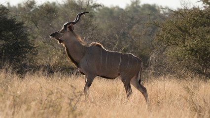 Naklejka na ściany i meble Male Kudu in South Africa