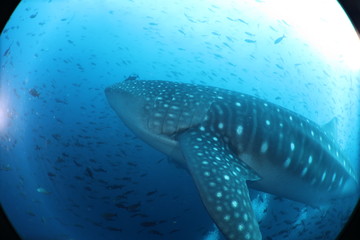 Obraz premium Unedited female whale shark from the Galapagos Islands