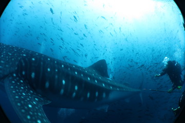 Unedited female whale shark from the Galapagos Islands