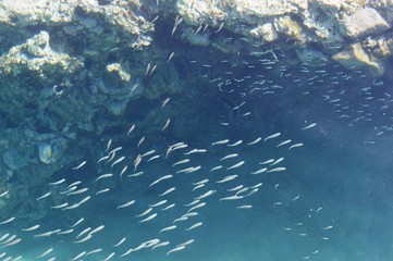 Fototapeta na wymiar fish in the sea 