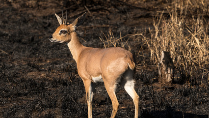 Male steenbok antelope in burned area of Kruger park