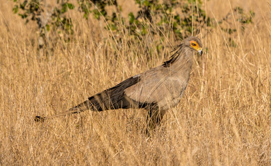 Secretary bird in the south african grassy palins