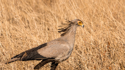 Secretary bird in the south african grassy palins
