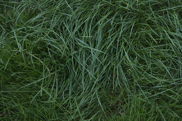 texture of green grass