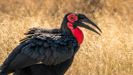Fototapeta premium Southern Ground Hornbill bird in Africa