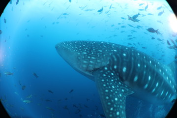 Naklejka premium Unedited huge pregnant female whale shark from Darwin Island in the Galapagos Islands while SCUBA diving