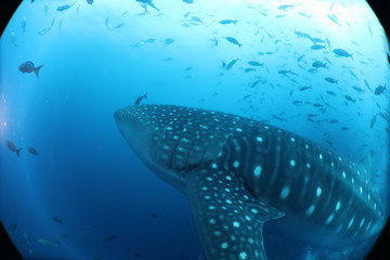 Naklejka premium Unedited huge pregnant female whale shark from Darwin Island in the Galapagos Islands while SCUBA diving