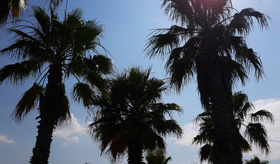 Fototapeta na wymiar Palm trees in a sunny day 