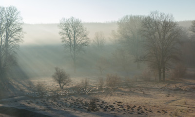 Sheep and goats graze on green grass in spring	