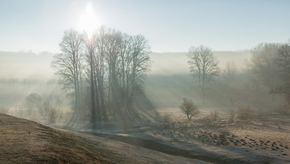 Sheep and goats graze on green grass in spring	