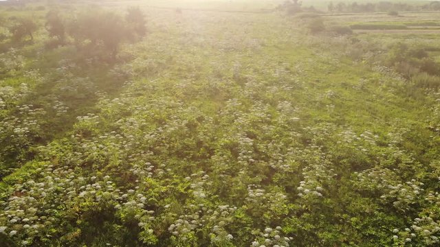 Heracleum, poisonous plant. The sap of it causes phytophotodermatitis in humans, resulting in blisters and long-lasting scars. Also known as Giant Hogweed or Cow Parsnip. Aerial view