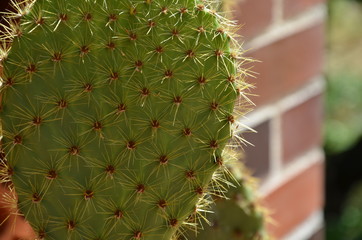 cactus (opuntia)