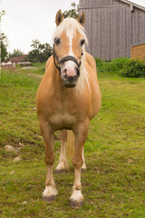 Braunes Pferd auf der Weide