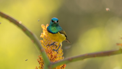 Obraz premium a collard sunbird resting on an aloe plant in Kruger National Park.