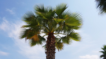 Coconut Palm Tree in a Sunny Day 