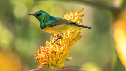 Collard Sunbird on an aloe bloom in South Africa
