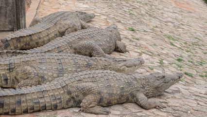 Crocodiles in a croc farm in Africa.