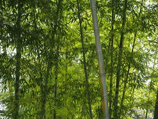 Obraz premium Bamboo green leaves