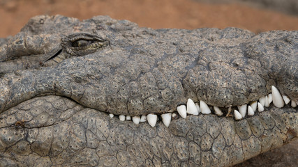crocodile teeth and head