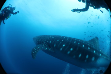 Unedited huge pregnant female whale shark from Darwin Island in the Galapagos Islands while SCUBA diving