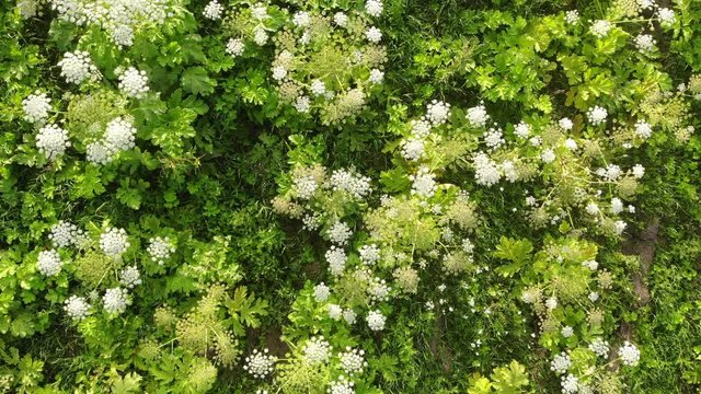 Heracleum, poisonous plant. The sap of it causes phytophotodermatitis in humans, resulting in blisters and long-lasting scars. Also known as Giant Hogweed or Cow Parsnip. Aerial view