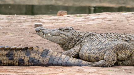 Crocodiles in a croc farm in Africa.