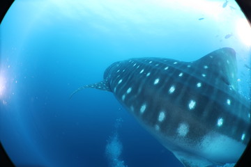 Fototapeta premium Unedited huge pregnant female whale shark from Darwin Island in the Galapagos Islands while SCUBA diving