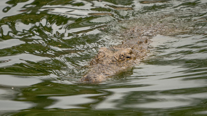 Crocodile swimming in a pond or river.