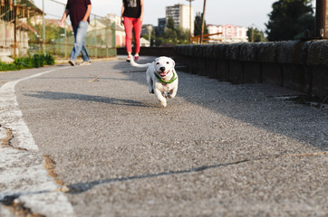 jack russell running road