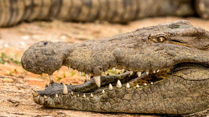 Close up of a crocodiles mouth and teeth. 
