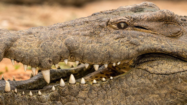 Close up of a crocodiles mouth and teeth. 