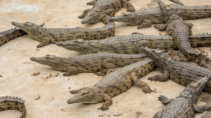 Young crocodiles at a South African Crocodile farm being raised for leather and meat.