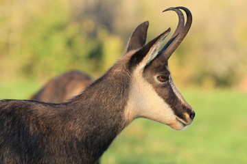 Portrait de chamois jurassien