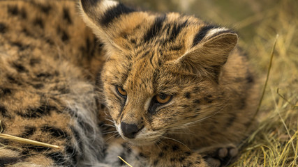Serval cat in close up