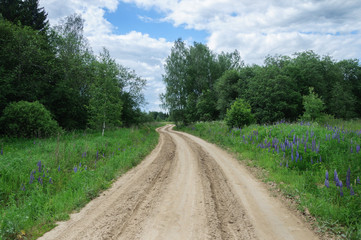 Fototapeta na wymiar Dirt road in summer forest