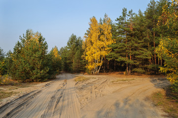 Sandy road in autumn forest