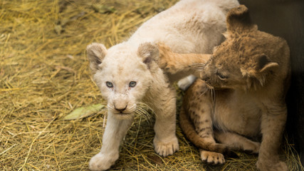 Fototapeta premium Lion cubs being hand raised, one is a white lion. Lions are at a special care park in south africa.