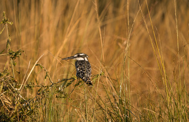 Pied king fisher bird in the Chobe park in africa on a grassy river bank.