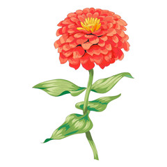 Beautiful red flower zinnia isolated on white background. A large bud and inflorescence on a stem with green leaves. Botanical vector Illustration.