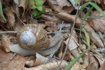 Weinbergschnecke