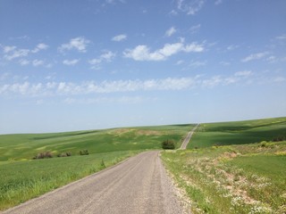 dirty road and green