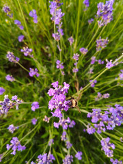 Obraz premium Lavendel mit Hummel 