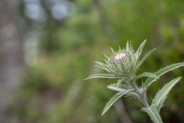 Obraz premium Distelblütenknospe