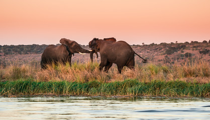 Two lone bulls sparring in the Chobe delta are of Botswana. 