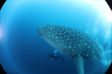 SCUBA diver with giant female whale shark in Darwin Island in the Galapagos Islands