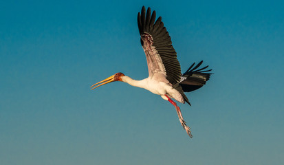 Yellow billed stork in flight.