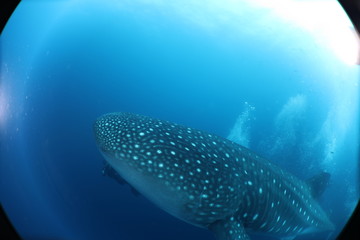 Fototapeta premium Unedited huge pregnant female whale shark from Darwin Island in the Galapagos Islands while SCUBA diving