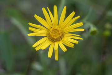 Ochsenauge - Buphthalmum salicifolium